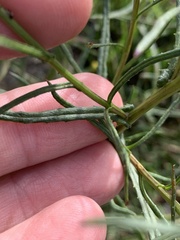 Senecio inaequidens