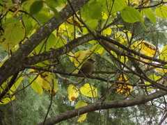 Coccothraustes coccothraustes