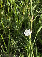Hesperantha rivulicola
