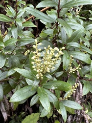Gaultheria paniculata