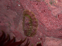 Onithochiton quercinus
