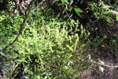 Leptecophylla juniperina