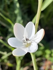 Hesperantha rivulicola