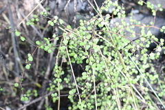 Myrsine divaricata