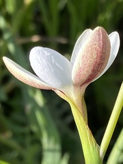 Hesperantha rivulicola