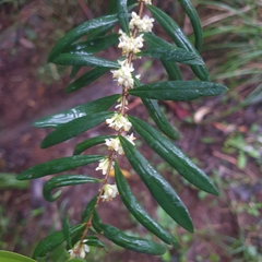 Pimelea axiflora axiflora
