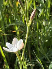 Hesperantha rivulicola