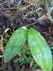 Phaius