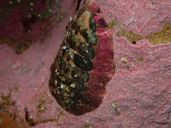 Onithochiton quercinus