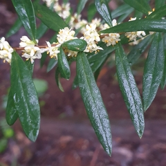 Pimelea axiflora axiflora