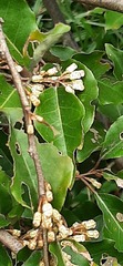 Elaeagnus thunbergii