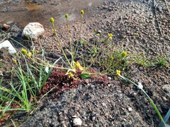 Ranunculus pulchellus