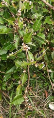 Elaeagnus thunbergii
