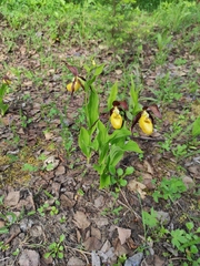 Cypripedium calceolus