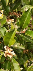 Elaeagnus thunbergii