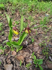 Cypripedium calceolus