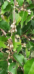 Elaeagnus thunbergii