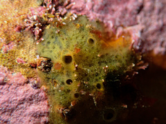 Porifera