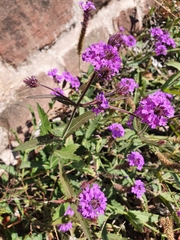 Verbena rigida