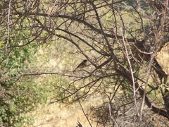 Oenanthe melanoleuca