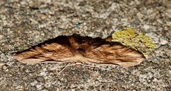 Epiphryne verriculata