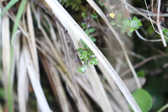 Anaphalioides bellidioides