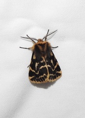 Ardices curvata