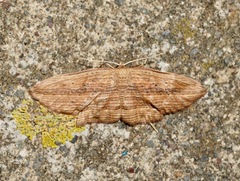 Epiphryne verriculata