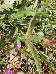 Verbena rigida