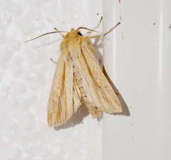 Ichneutica semivittata