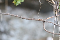 Veronica brachysiphon