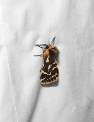 Ardices curvata