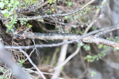 Veronica brachysiphon