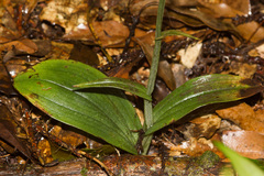 Platanthera minor