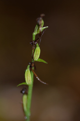 Platanthera minor