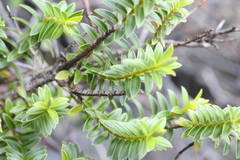 Veronica brachysiphon