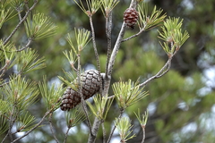 Pinus halepensis