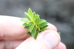 Veronica brachysiphon