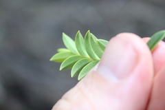 Veronica brachysiphon