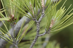 Pinus halepensis