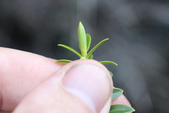 Veronica brachysiphon