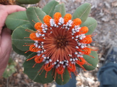Banksia coccinea