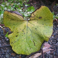 Petasites pyrenaicus