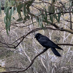 Corvus mellori