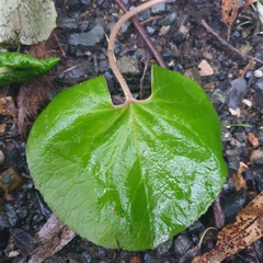 Petasites pyrenaicus