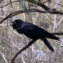 Corvus mellori