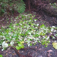 Petasites pyrenaicus