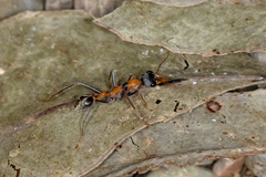 Myrmecia nigrocincta