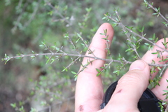 Coprosma microcarpa
