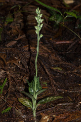 Goodyera daibuzanensis